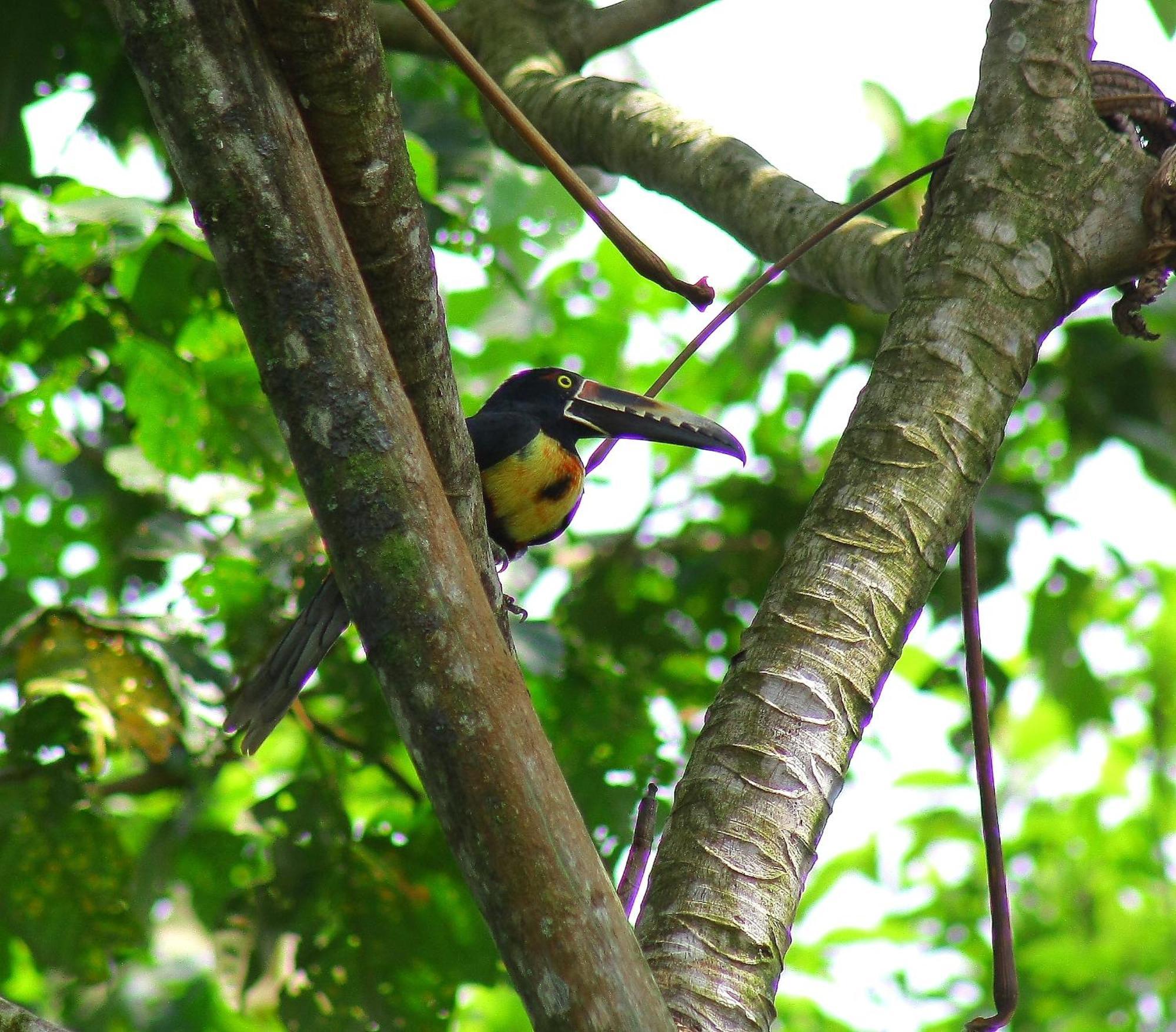 La Fortuna Catarata Eco Lodge מראה חיצוני תמונה