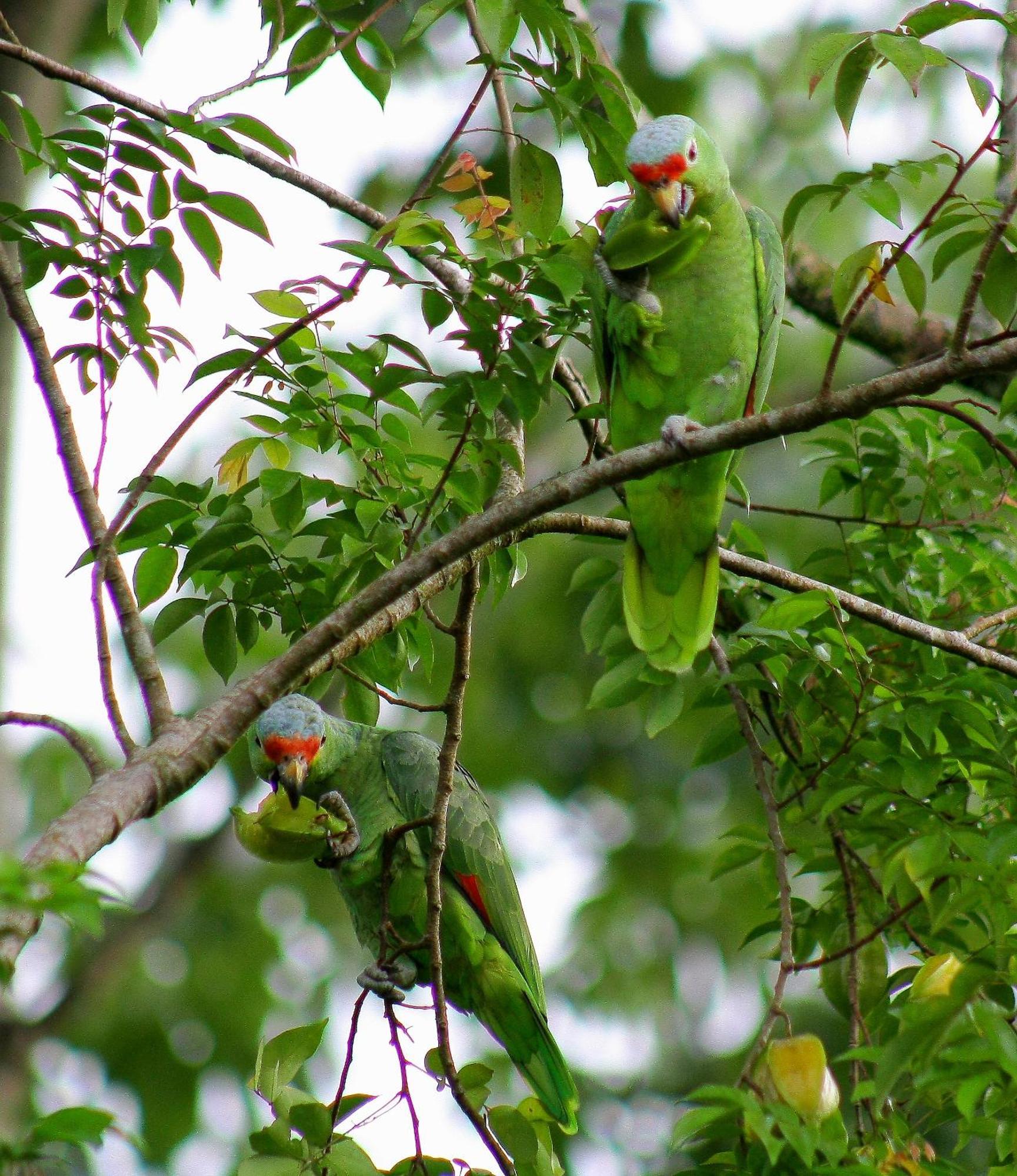La Fortuna Catarata Eco Lodge מראה חיצוני תמונה